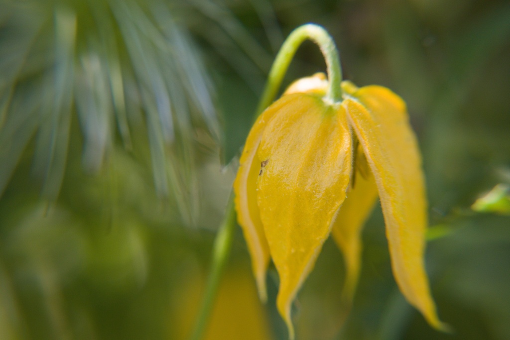 Clematis tangutica