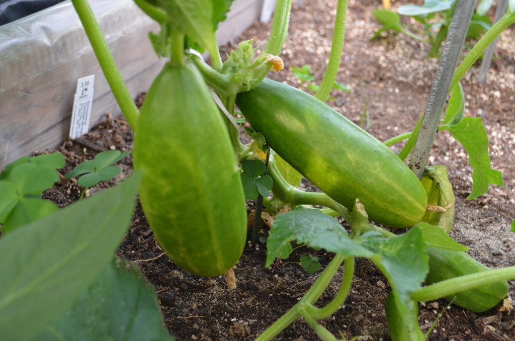 Concombre cultivar 'Cocktail de Cléopatre'