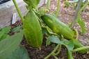 Concombre cultivar 'Cocktail de Cléopatre'