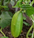 Concombre cultivar 'Cocktail de Cléopatre'