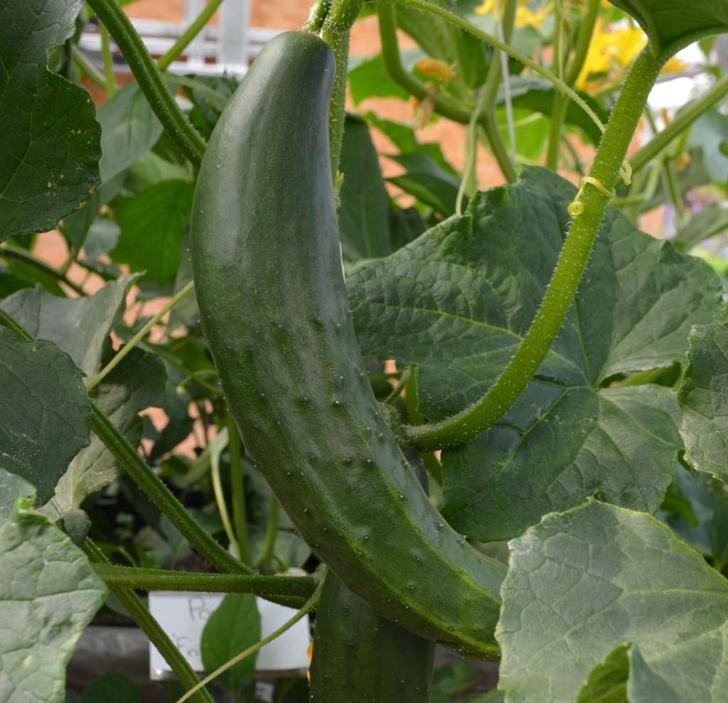 Concombre cultivar 'Tanja' (Bio)