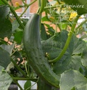 Concombre cultivar 'Tanja'