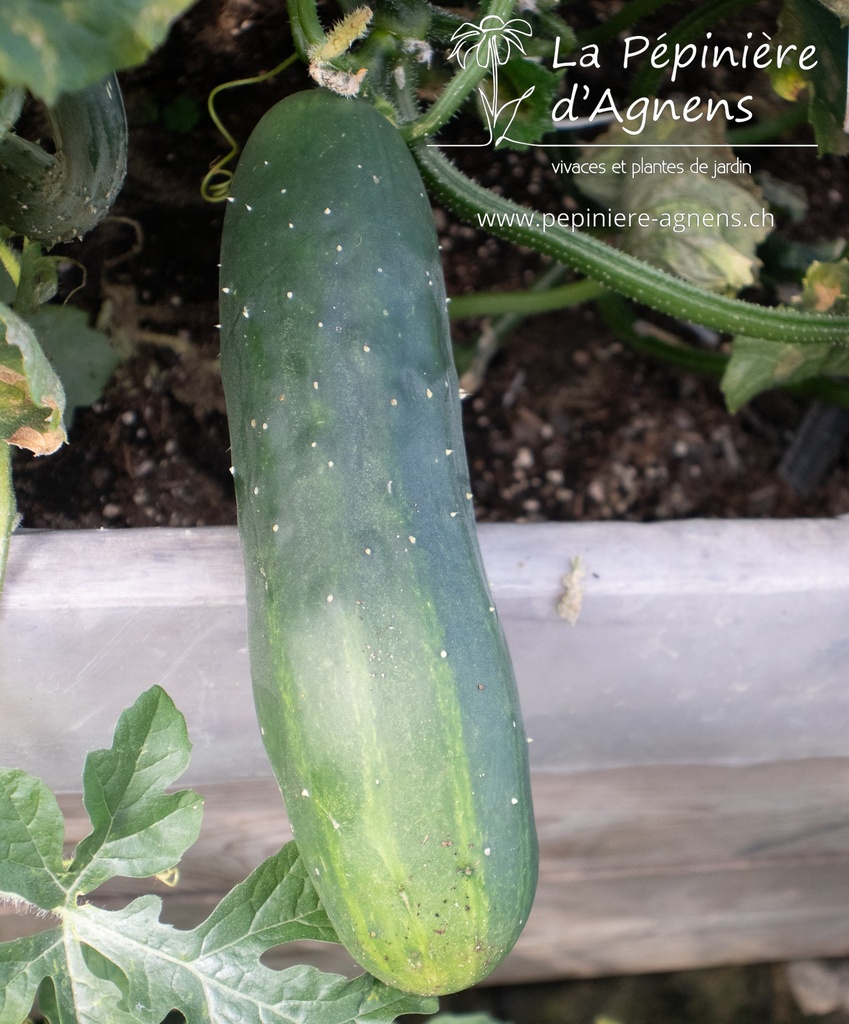 Concombre cultivars 'Nostrano'