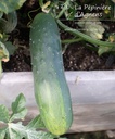 Concombre cultivars 'Nostrano'