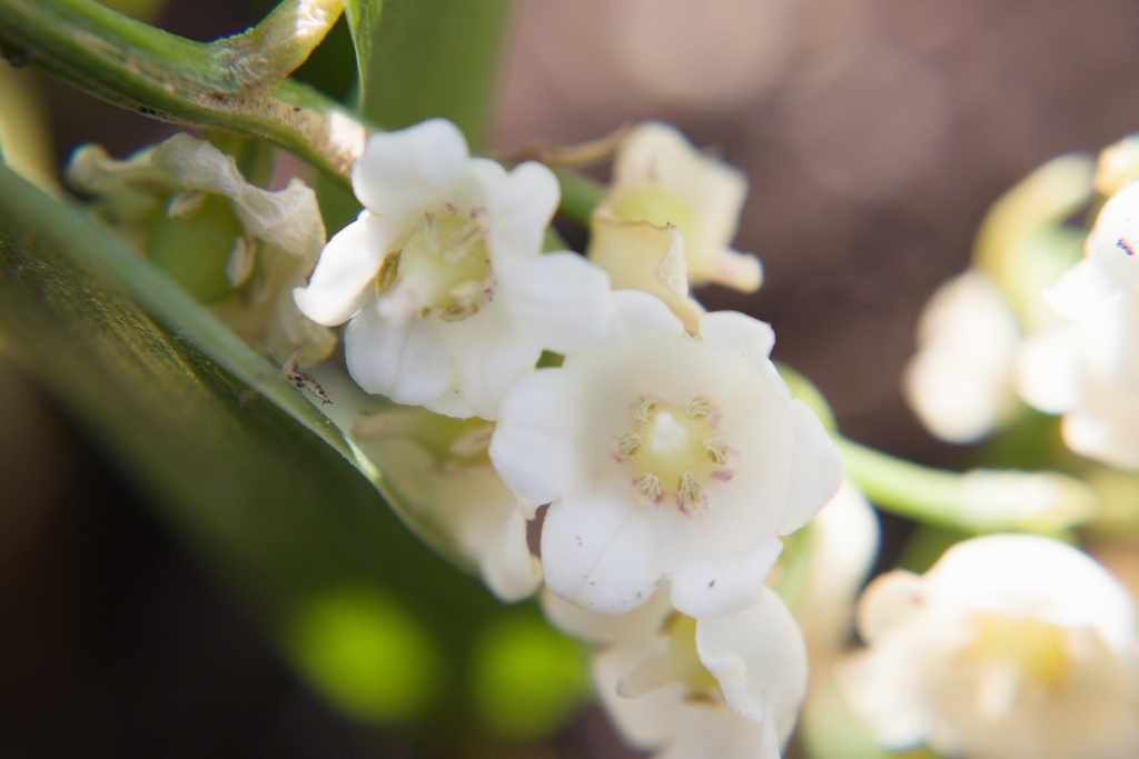 Convallaria majalis