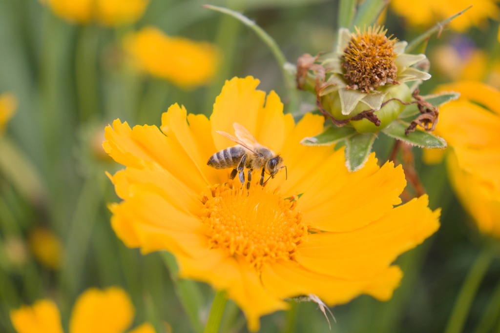 Coreopsis grandiflora 'Schnittgold' (Bio)