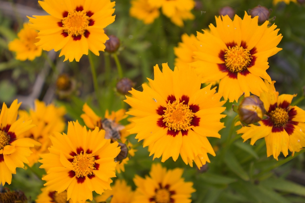 Coreopsis grandiflora 'Sunfire' (Bio)