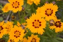 Coreopsis grandiflora 'Sunfire'