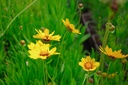 Coreopsis lanceolata 'Sterntaler'