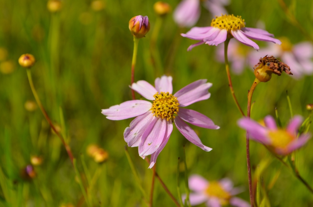 Coreopsis rosea 'American Dream'