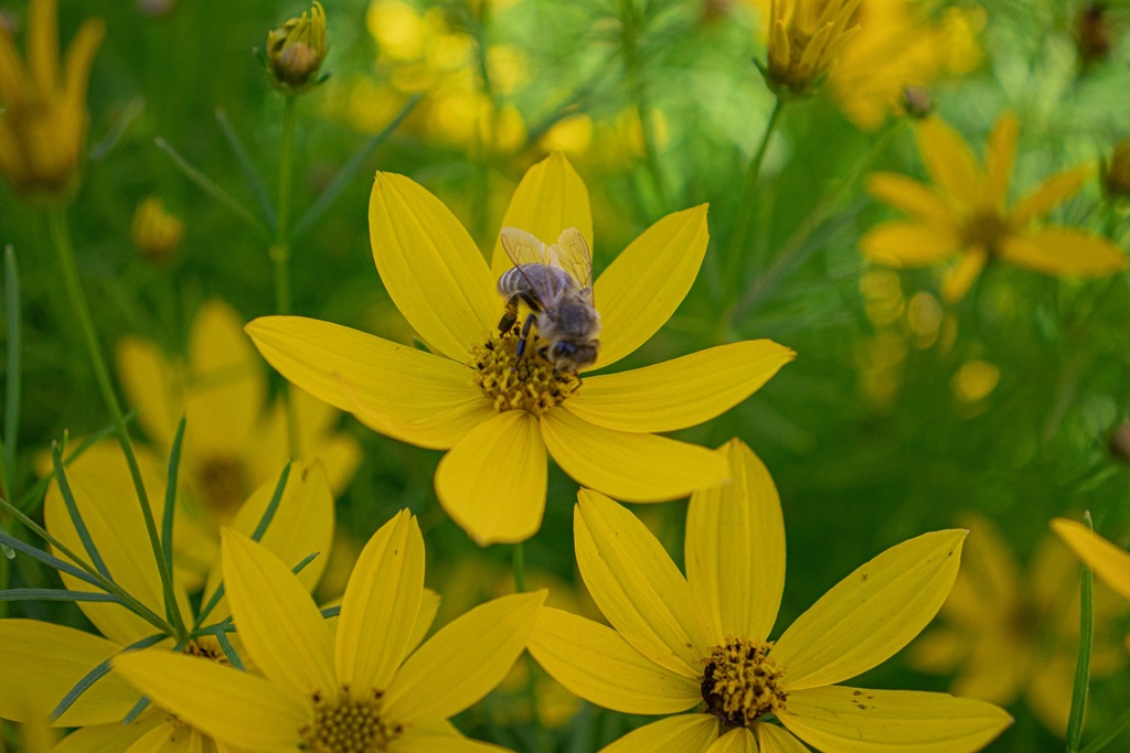 Coreopsis verticillata 'Grandiflora' (Bio)