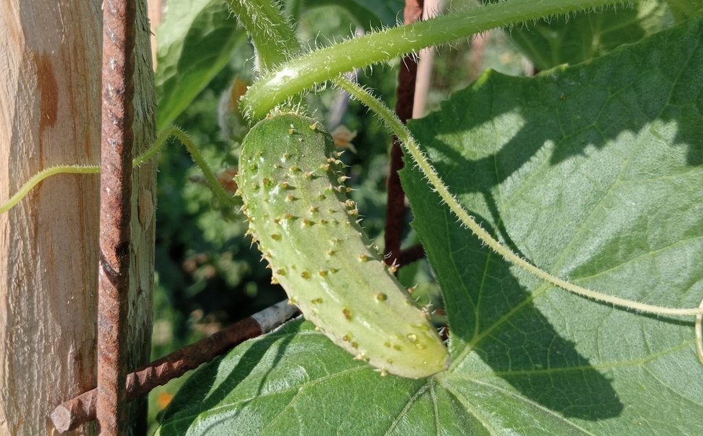 Cornichon à faire grimper 'de Bourbonne'