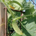 Cornichon à faire grimper 'de Bourbonne'