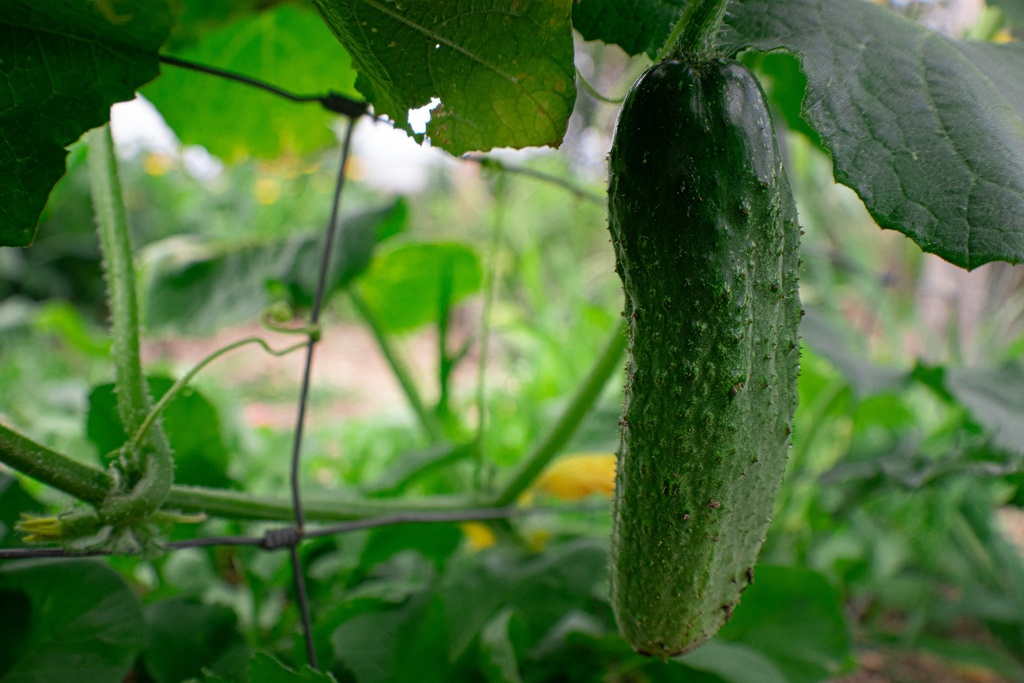 Cornichon à faire grimper 'Délicatesse' (Bio)