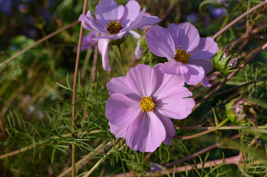 Cosmos bipinnatus 'Mélange'