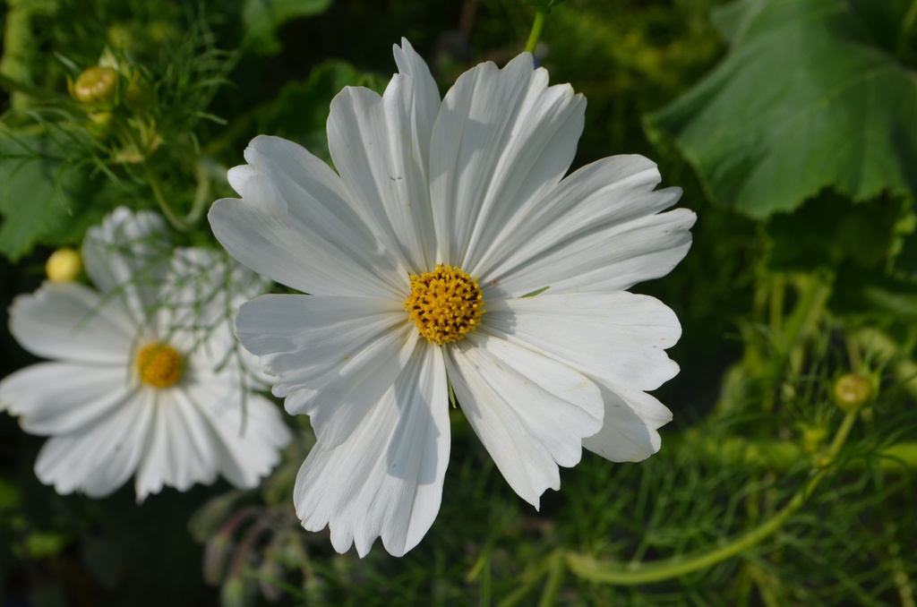 Cosmos bipinnatus 'Albus' (Bio)