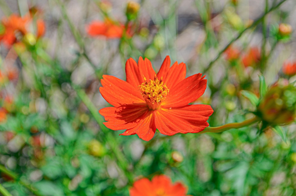 Cosmos sulphureus