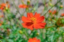 Cosmos sulphureus