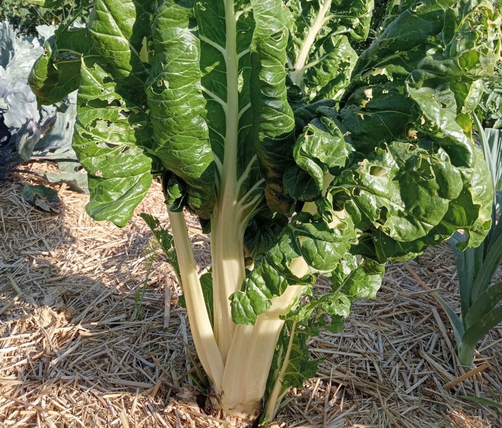 Côtes de bette blanche