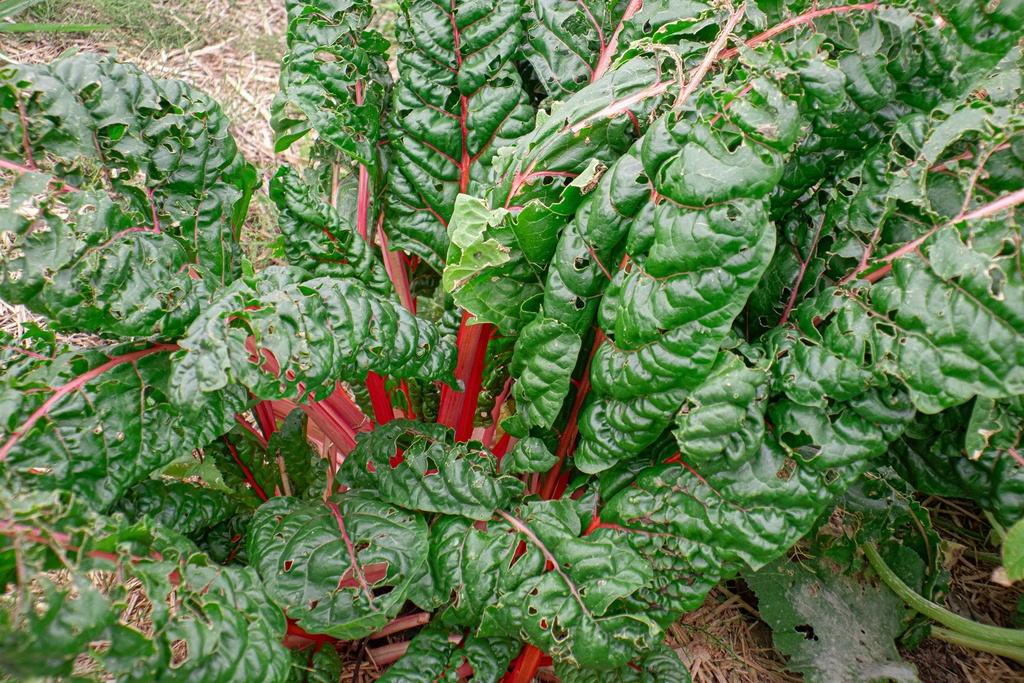 Côtes de bette rouge