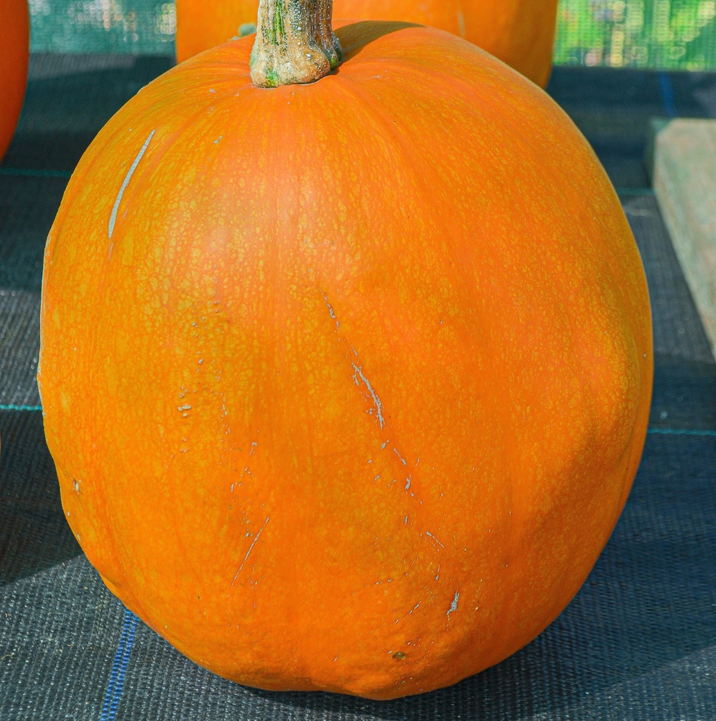 Courge à fruits moyens 'Halloween Mascarade' (Bio, 12cm)