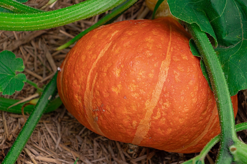 Courge à fruits moyens 'Red Kuri' (Bio, 12cm)
