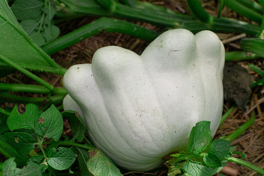 Courge à fruits plats 'Pâtisson Blanc' (Bio, 12cm)