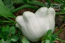 Courge à fruits plats 'Pâtisson Blanc'