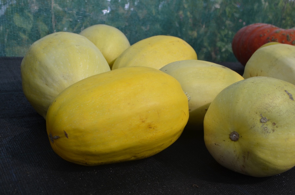 Courge à gros fruit 'Spaghetti' (Bio, 12cm)