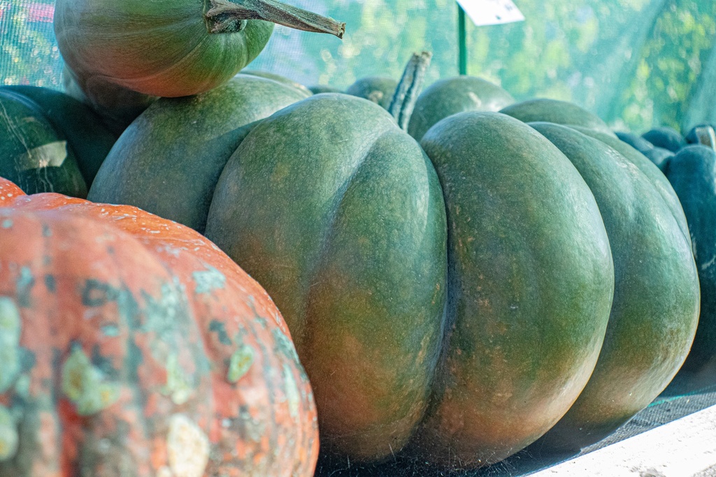 Courge à gros fruits 'Musquée de Provence' (Bio, 12cm)
