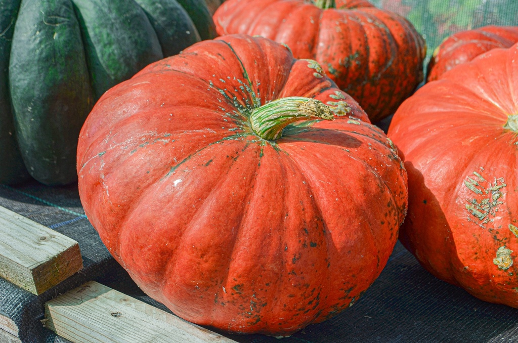 Courge à gros fruits 'Rouge vif d'Etampes' (Bio, 12cm)