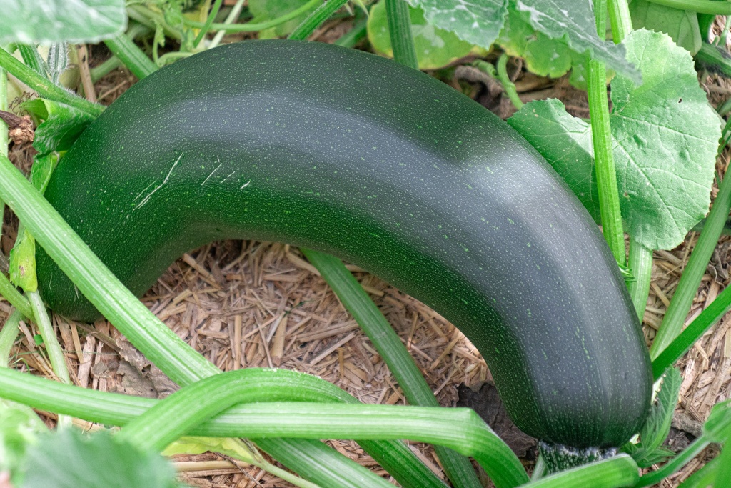 Courgette à fruits long 'Grey Zucchini' (Bio)