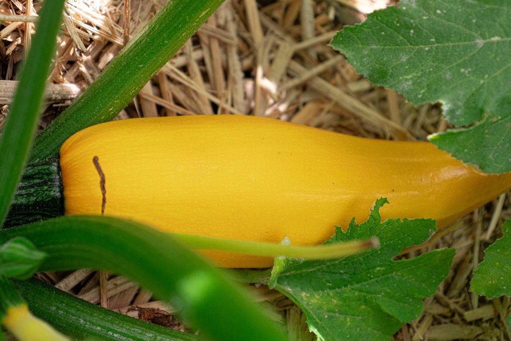 Courgette à fruits moyen 'Beurrée jaune' (Bio)