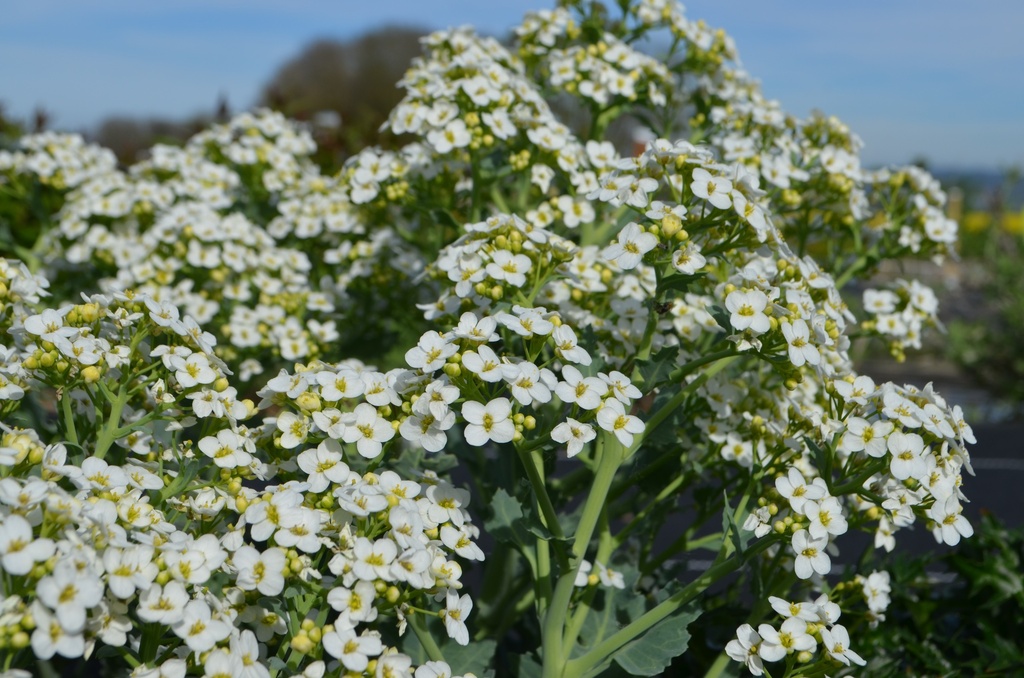 Crambe maritima (Bio)