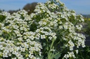 Crambe maritima