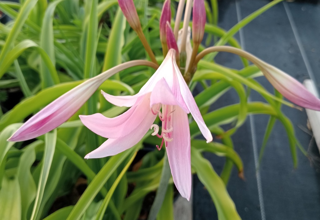 Crinum powellii