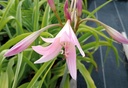 Crinum powellii