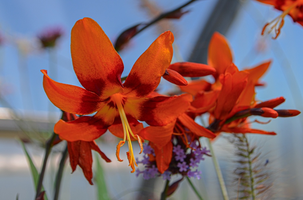 Crocosmia hybride 'Emily McKenzie' (Bio)