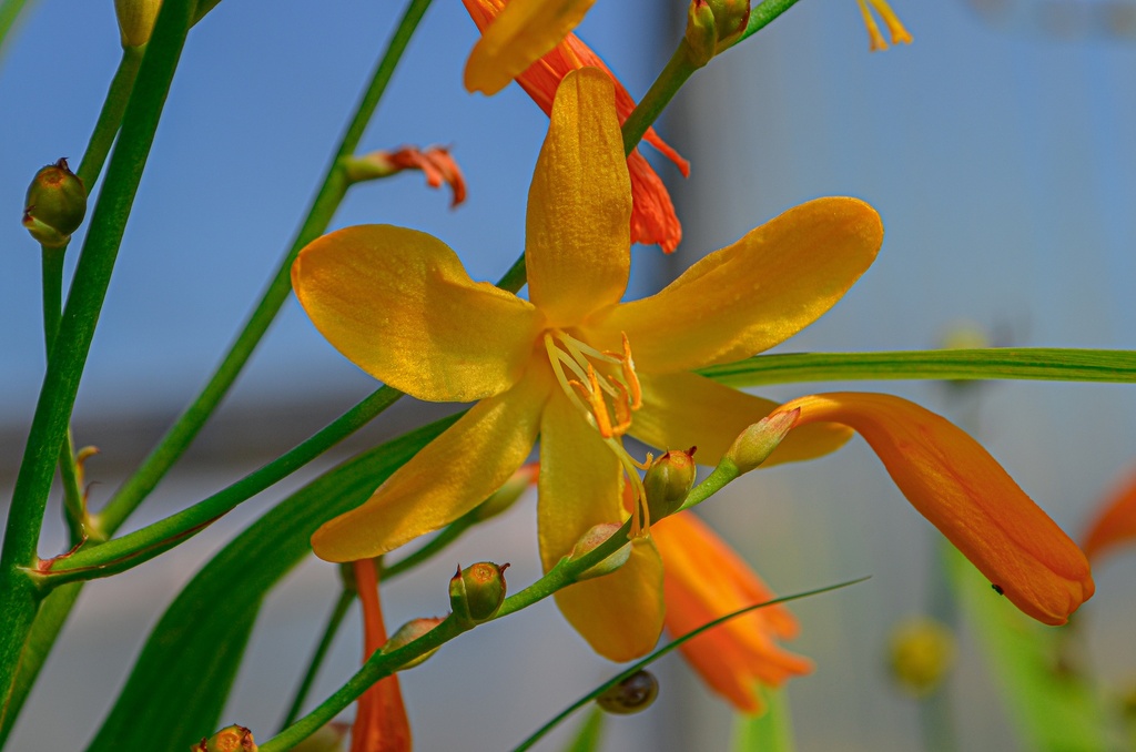 Crocosmia hybride 'George Davidson' (Bio)