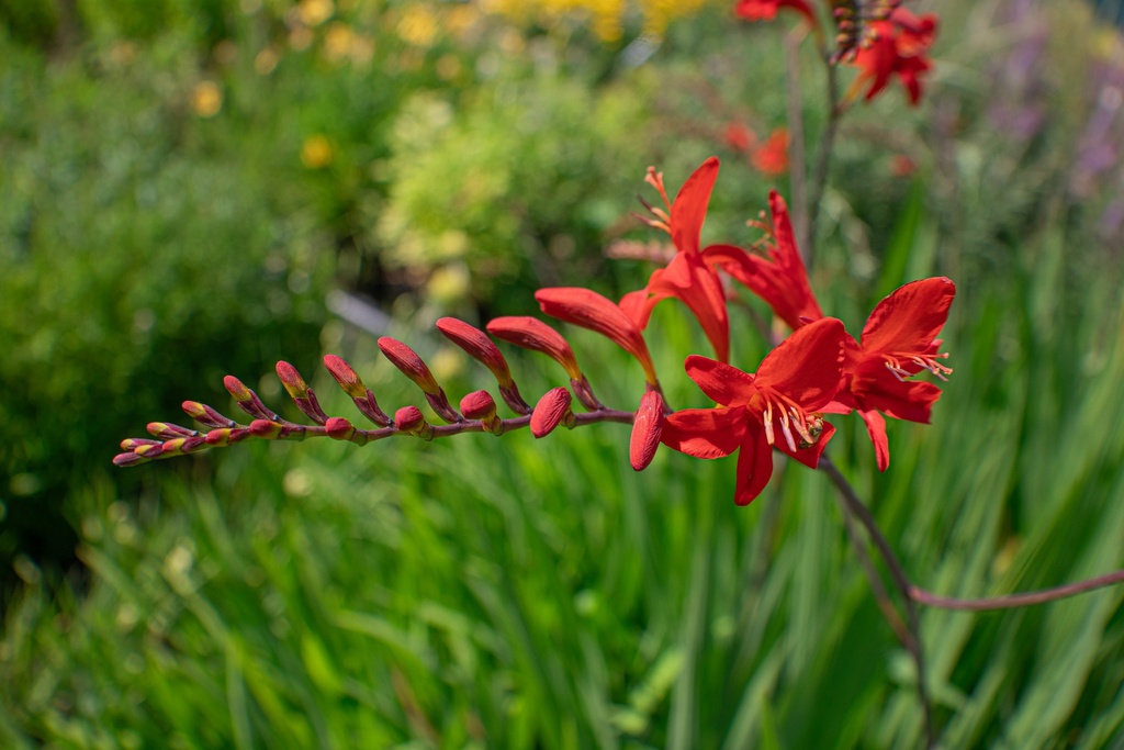 Crocosmia hybride 'Lucifer' (Bio)