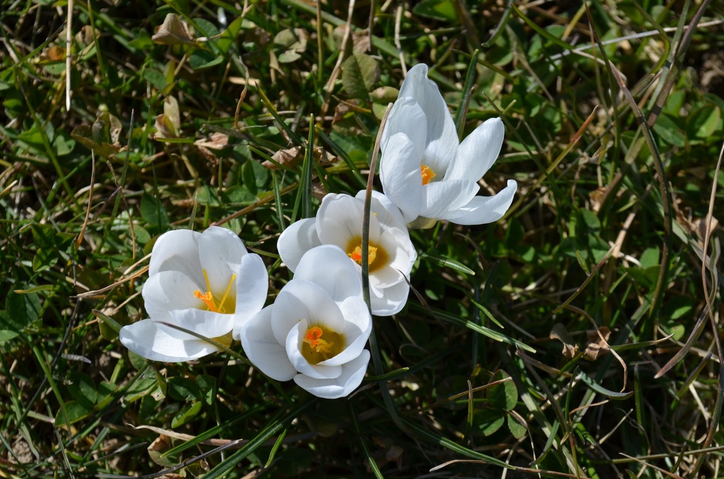 Crocus botanique 'Ard Schenk'