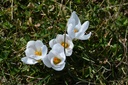 Crocus botanique 'Ard Schenk'