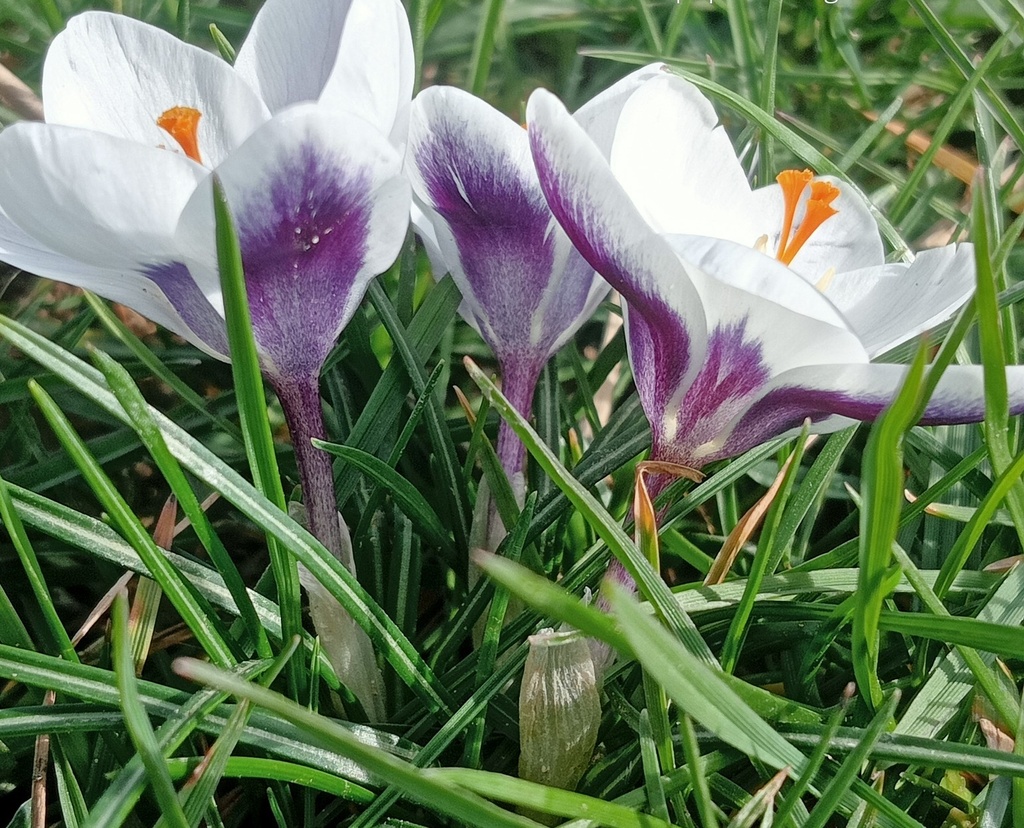 Crocus botanique 'Prins Claus' (Bio)