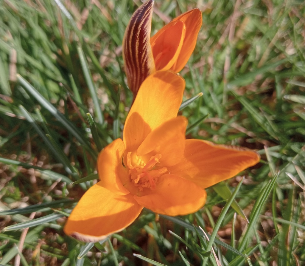 Crocus botanique angustifolius (Bio)