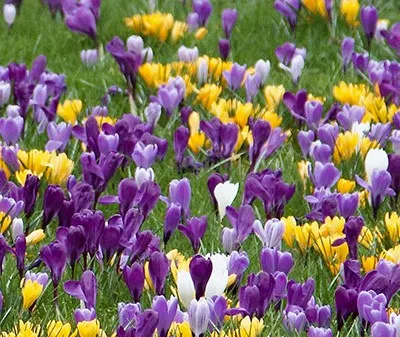 Crocus grande fleurs 'mélange' (Bio)