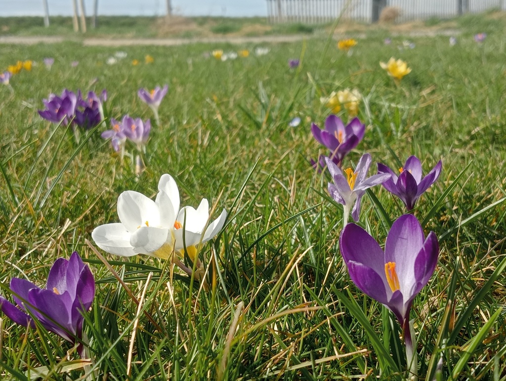 Crocus grande fleurs mélange