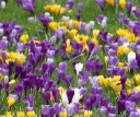 Crocus grande fleurs 'mélange'