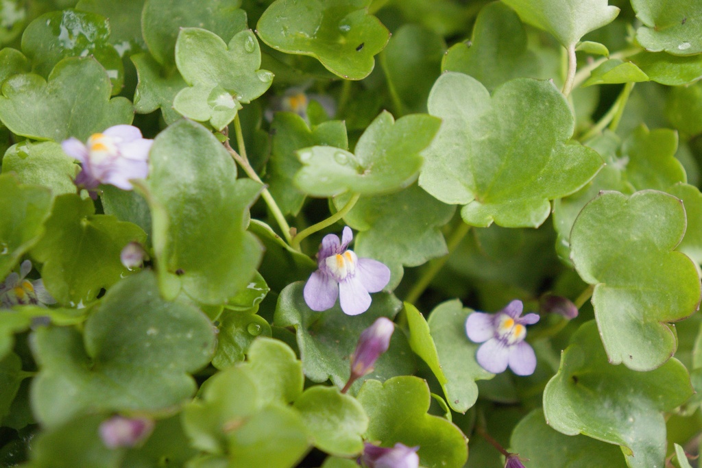 Cymbalaria muralis (Bio)