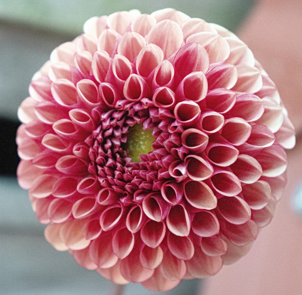 Dahlia ball 'Copper Boy'