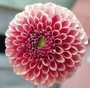 Dahlia ball 'Copper Boy'
